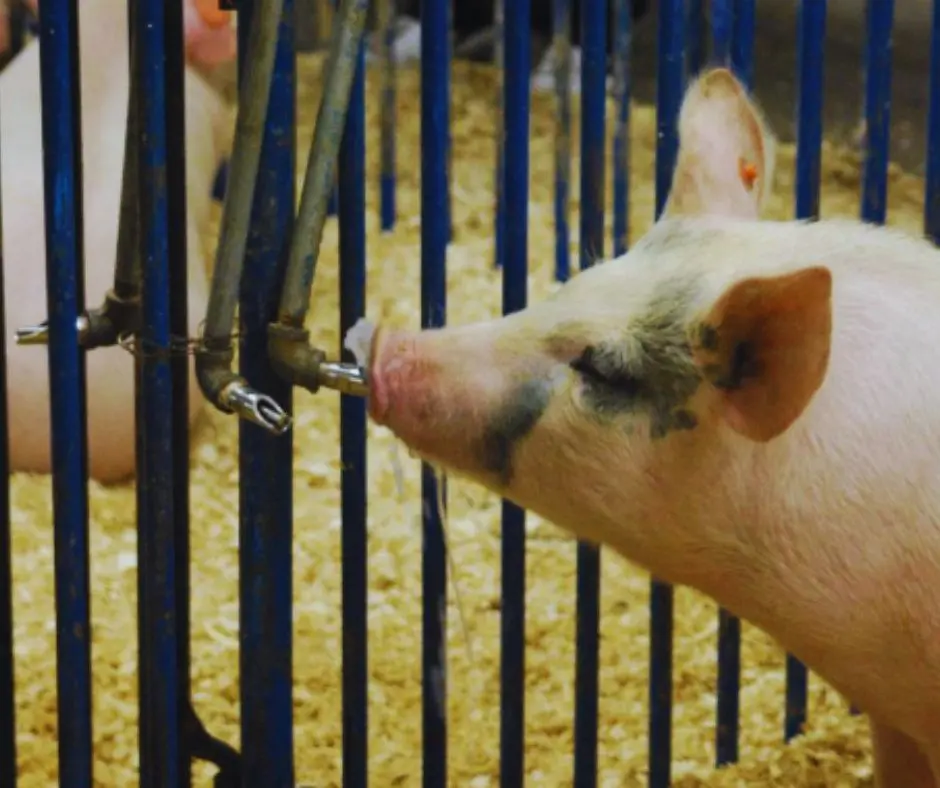 OZONO - tratamiento agua granja